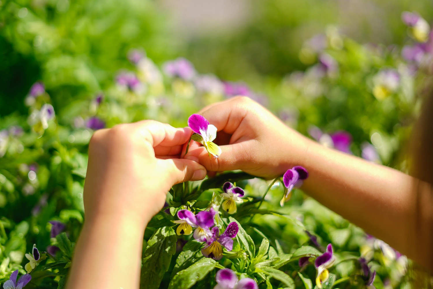 Lapsi tarttuu orvokin kukkaan.