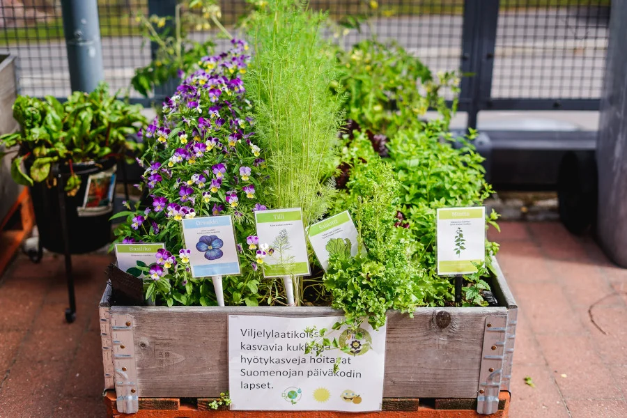 Päiväkodin viljelylaatikossa kasvaa orvokkeja salaattia minttua tilliä