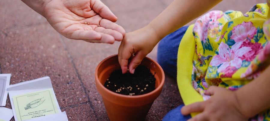 Kylvetään siemeniä ruukkuun