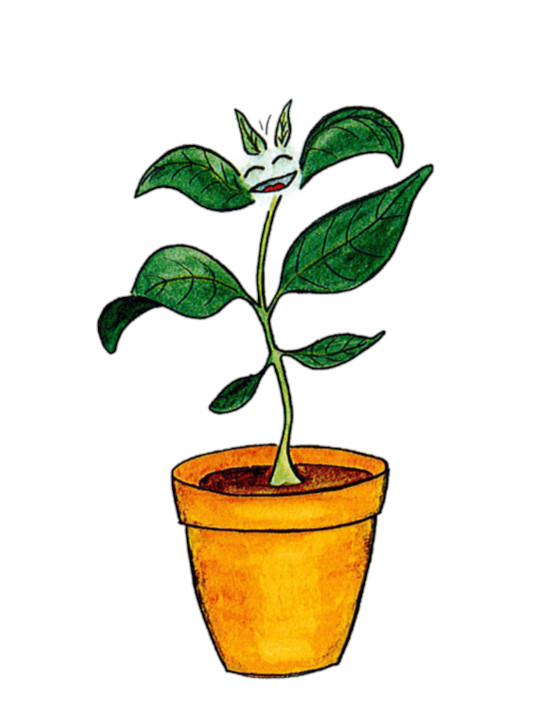 Basilika kasvaa ruukussa ja hymyilee