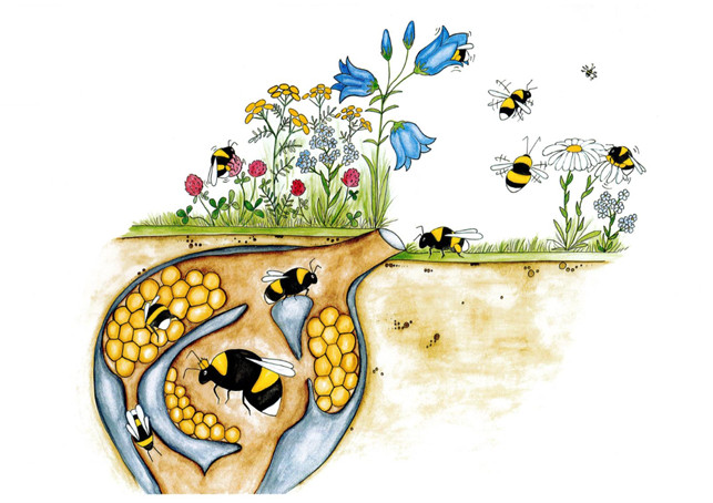 Kimalaisia maanalaisessa pesässä ja lentämässä kukkiin
