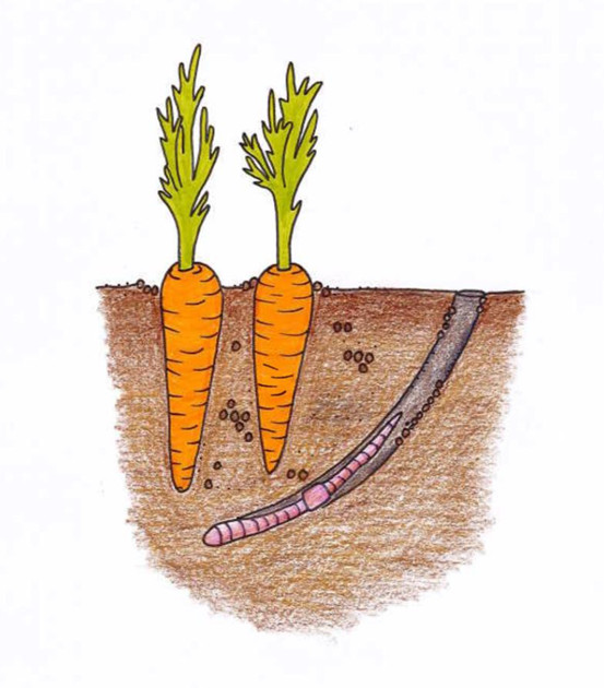 Liero kulkee käytävässään maan sisällä porkkanoiden vieressä