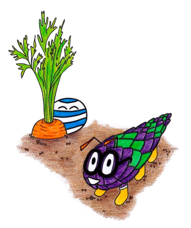 kivikeiju ja käpykökkö porkkanan vieressä